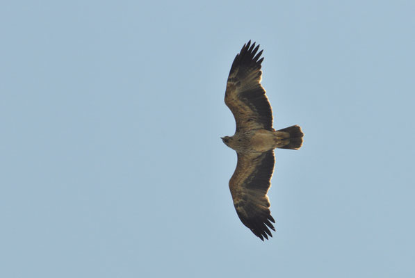 KAISERADLER, IMPERIAL EAGLE, AQUILA HELIACA