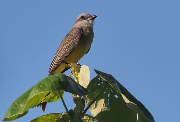 TRAUERTYRANN, TROPICAL KINGBIRD, TYRANNUS MELANCHOLICUS