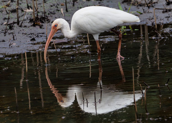 SCHNEESICHLER, WHITE IBIS, EUDOCIMUS ALBUS