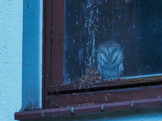 SCHLEIEREULE, BARN OWL, TYTO ALBA 