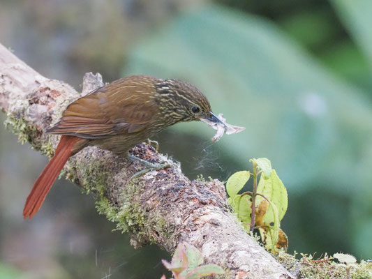 Streifenblattspäher, Lineated Foliage-gleaner - Syndactyla subalaris