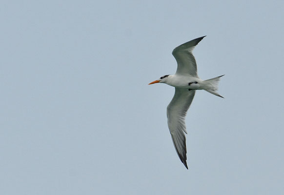 KÖNIGSSEESCHWALBE, ROYAL TERN, THALASSEUS MAXIMA