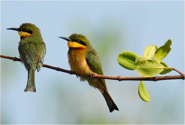ZWERGSPINT, LITTLE BEE-EATER, MEROPS PUSILLU