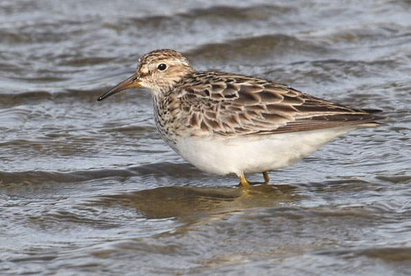 GRAUBRUSTSTRANDLÄUFER, PECTORAL SANDPIPER, CALIDRIS MELANOTOS