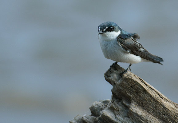 MANGROVENSCHWALBE, MANGROVE SWALLOW, TACHYCINETA ALBILINEA