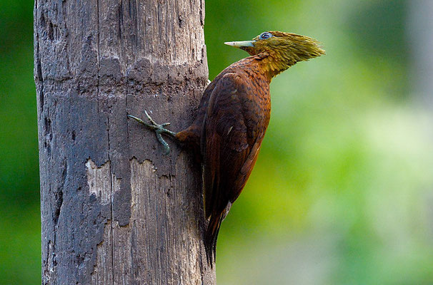 KASTANIENSPECHT, CHESTNUT-COLORED WOODPECKER, CELEUS CASTANEUS