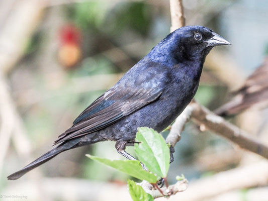 GLANZKUHSTÄRLING, SHINY COWBIRD - MOLOTHRUS BONARIENSIS