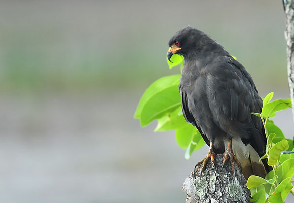 SCHNECKENWEIH, SNAIL KITE, ROSTRHAMUS SOCIABILIS