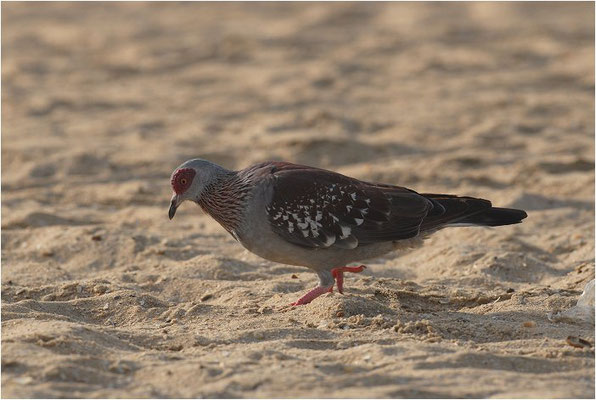 GUINEATAUBE, SPECKLED PIGEON, COLUMBA GUINEA