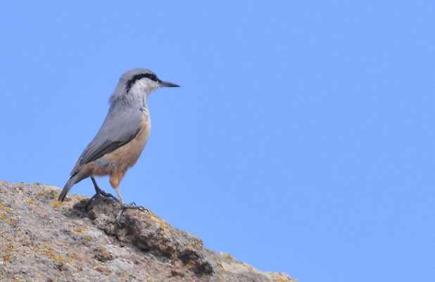 FELSENKLEIBER, ROCK NUTHATCH, SITTA NEUMAYER