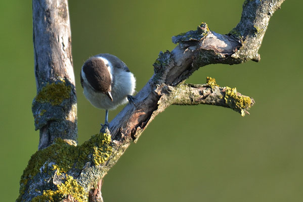 TRAUERMEISE, SOMBRE TIT, POECILE LUGUBRIS