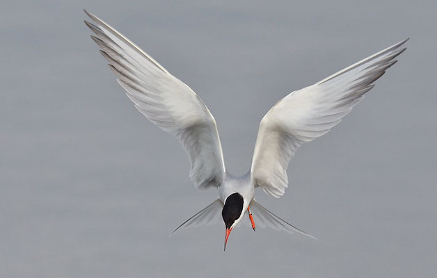 FLUSSSEESCHWALBE, COMMON TERN, STERNA HIRUNDO