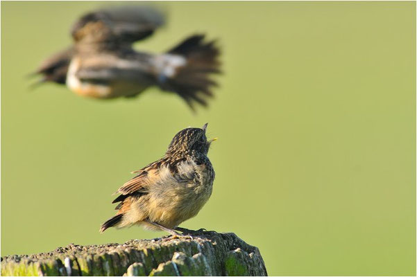 SCHWARZKEHLCHEN, STONECHAT, SAXICOLA TORQUATUS