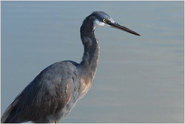 KÜSTENREIHER, WESTERNREEF HERON, EGRETTA GULARIS