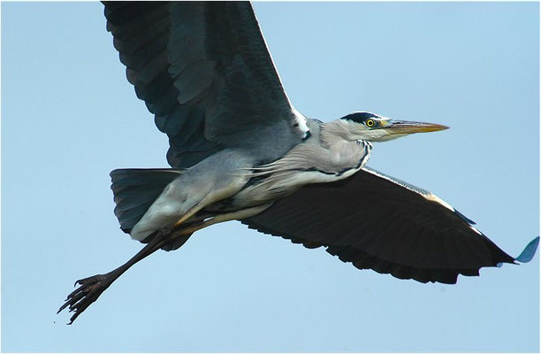 GRAUREIHER, GREY HERON, ARDEA CINEREA