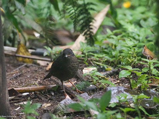 SAMTDROSSEL, GLOSSY-BLACK THRUSH - TURDUS SERRANUS