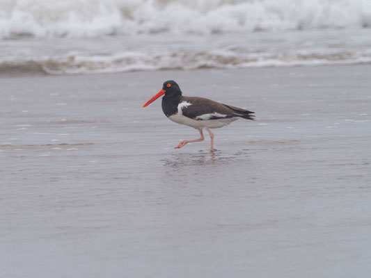 Braunmantel-Austernfischer, American Oystercatcher - Haematopus palliatus