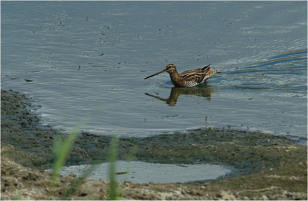 BEKASSINE, COMMON SNIPE, GALLINAGO GALLINAGO