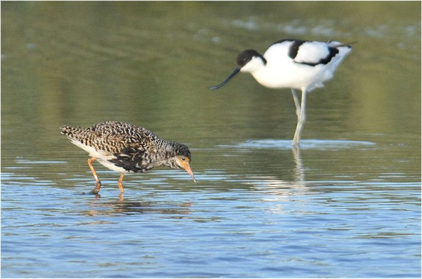 KAMPFLÄUFER, RUFF, PHILOMACHUS PUGNAX