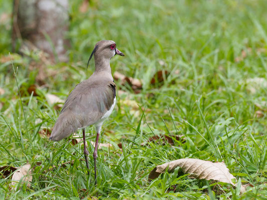 Bronzekiebitz, Southern Lapwing, Vanellus resplendens