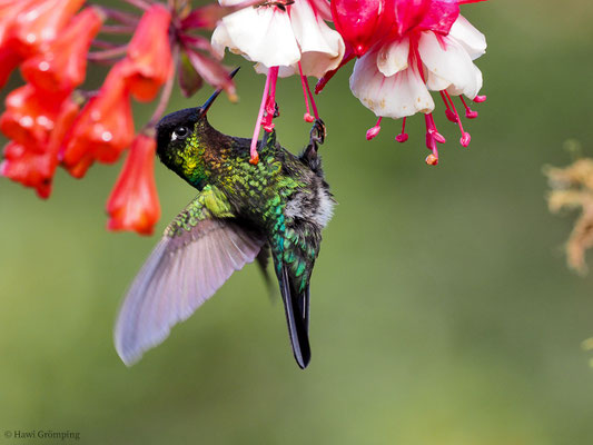 TALAMANCA-KOLIBRI, ADMIRABLE HUMMINGBIRD, EUGENES SPECTABILIS