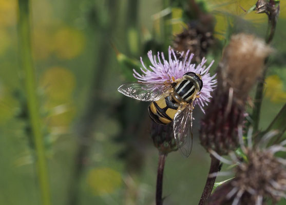GROSSE SUMPFSCHWEBFLIEGE, HELOPHILUS TRIVITATTUS