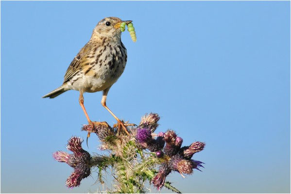 WIESENPIEPER, MEADOW PIPIT, ANTHUS PRATENSIS