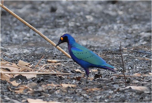 GRÜNSCHWANZGLANZSTAR, GREATER BLUE-EARED GLOSSY STARLING, LAMPROTORNIS CHALYBAEUS