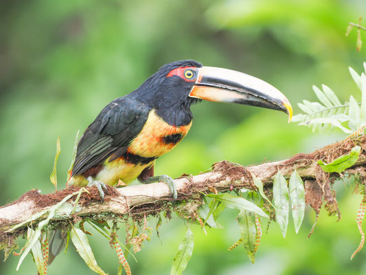 Hellschnabelarassari, , Pale-mandibled Aracari - Pteroglossus erythropygius