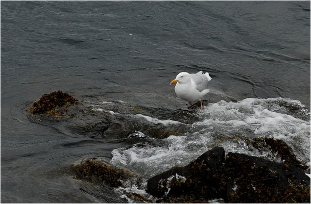 EISMÖWE, GLAUCOUS GULL, LARUS HYPERBOREUS