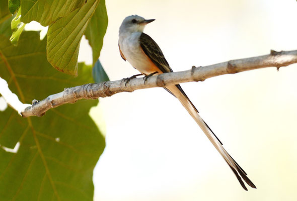 SCHERENSCHWANZ-KÖNIGSTYRANN, SCISSOR-TAILED FLYCATCHER, TYRANNUS FORFICATUS