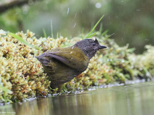 GRAUBRUST-BUSCHTANGARE, DUSKY BUSH TANAGER - CHLOROSPINGUS SEMIFUSCUS