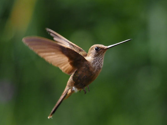 BRONZEANDENKOLIBRI, BRONZY INCA - COELIGENA COELIGENA