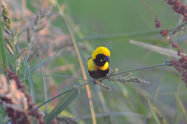 TAHAWEBER, YELLOW-CROWNED BISHOP, EUPLECTES AFER