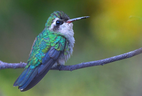 GOLDBAUCHSMARAGDKOLIBRI, GLITTERING-BELLIED EMERALD, CHLORSTILBON LUCIDUS