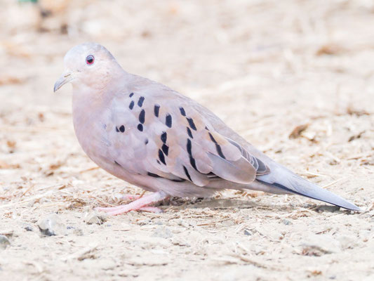 Blasstäubchen, Ecuadorian Ground-Dove - Columbina buckleyi