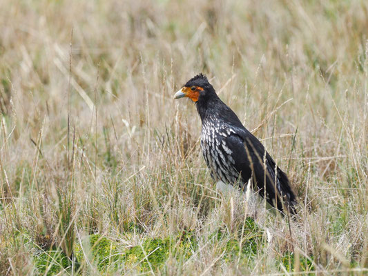 STREIFENKARAKARA, CARUNCULATED CARACARA - PHALCOBOENUS  CARUNCULATUS