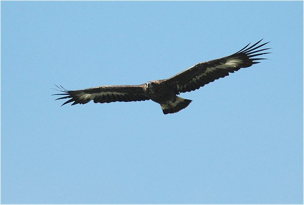 STEINADLER, GOLDEN EAGLE, AQUILA CHRYSAETOS
