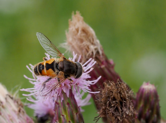 KLEINE KEILFLECKSCHWEBFLIEGE, ERISTALIS ARBUSTORUM