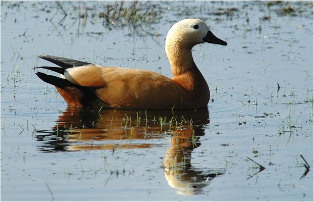ROSTGANS, RUDDY SHELDUCK, TADORNA FERRUGINEA