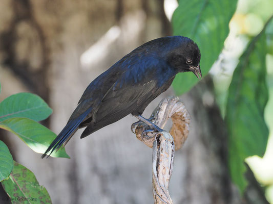 BRAUNSCHULTERSTÄRLING, TAWNY-SHOULDERED BLACKBIRD, AGELAIUS HUMERALIS 