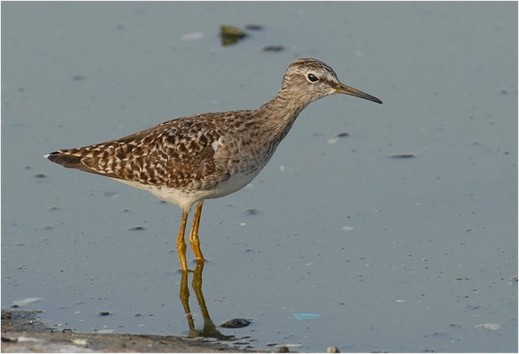 BRUCHWASSERLÄUFER, WOOD SANDPIPER, TRINGA GLAREOLA