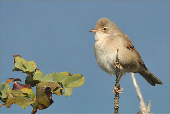 DORNGRASMÜCKE, WHITETHROAT, SYLVIA COMMUNIS