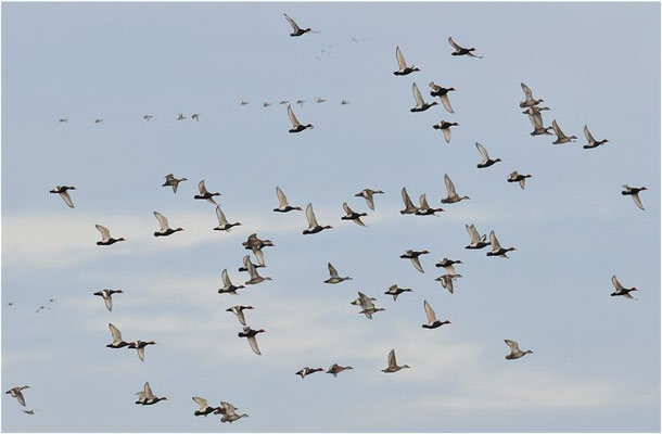 KOLBENENTE, RED-CRESTED POCHARD, NETTA RUFINA