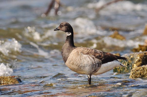 RINGELGANS, BRENT GOOSE, BRANTA BERNICLA hrota