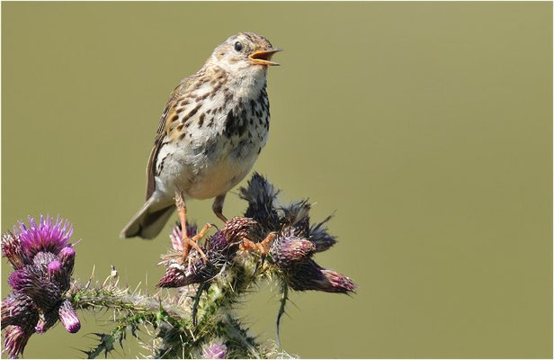 WIESENPIEPER, MEADOW PIPIT, ANTHUS PRATENSIS
