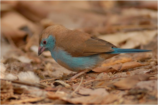 SCHMETTERLINGSFINK, RED-CHEEKED CORDON-BLEU, URAEGINTHUS BENGALUS