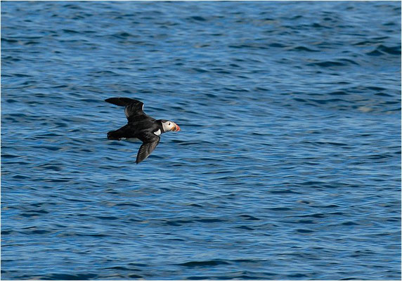 PAPAGEITAUCHER, ATLANTIC PUFFIN, FRATERCULA ARCTICA