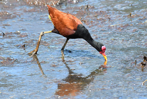 ROTSTIRNBLATTHÜHNCHEN, WATTLED JACANA, JACANA JACANA
