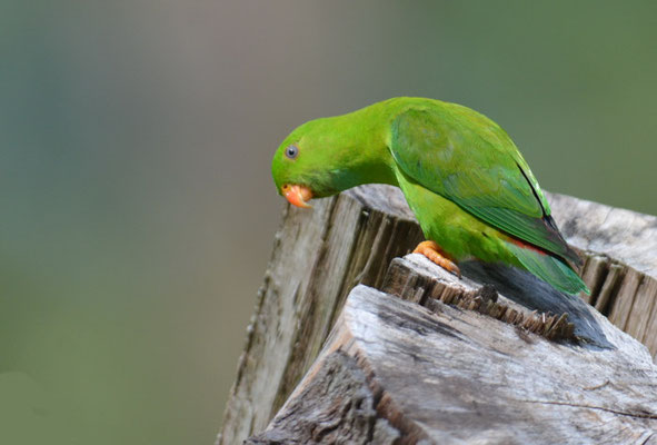 FRÜHLINGSPAPAGEICHEN, VERNAL HANGING PARROT, LORICULUS VERNALIS